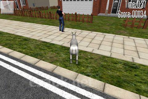 Crazy goat