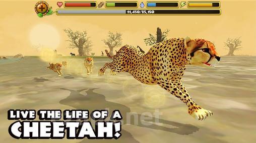 Cheetah simulator